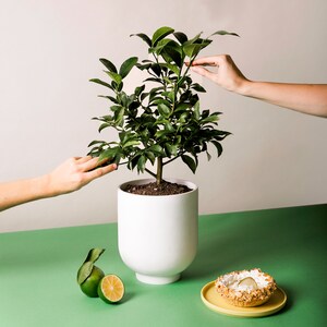 Op de afbeelding: Een kleine citrusboom in pot met levendige groene bladeren en een dikke bruine stam. De witte pot staat op een groen oppervlak, naast een limoen en een schijfje limoen. Er is ook een kleine taart op een gele schotel aanwezig.