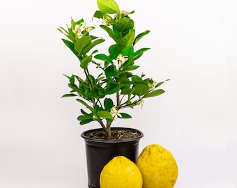 Ponderosa Lemon