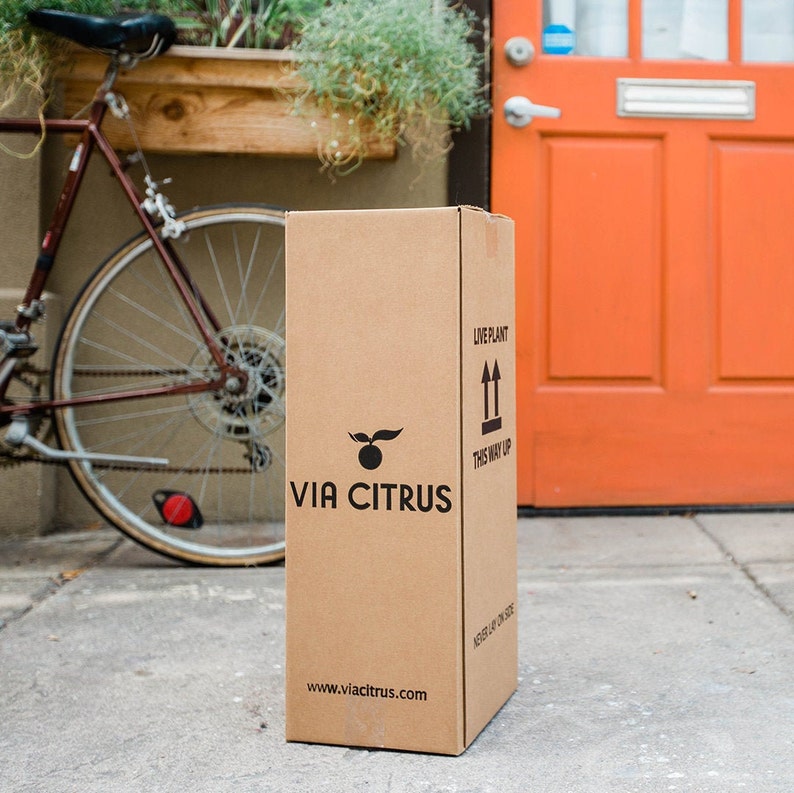 Op de afbeelding: Een hoge, rechthoekige kartonnen doos met het "VIA CITRUS" logo en websiteadres erop gedrukt. De doos heeft de labels "LIVE PLANT" en "THIS WAY UP". Een fiets en een oranje deur zijn op de achtergrond te zien.