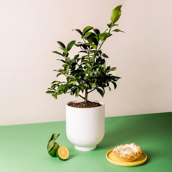 Key Lime Tree Live Plant: Indoor/Outdoor Fruit House Plant
