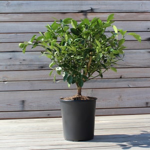 Op de afbeelding: Een kleine citrusboom in een zwarte plastic pot. De boom heeft levendige groene bladeren en een bruine stam. De pot staat op een houten terras met een houten achtergrond.