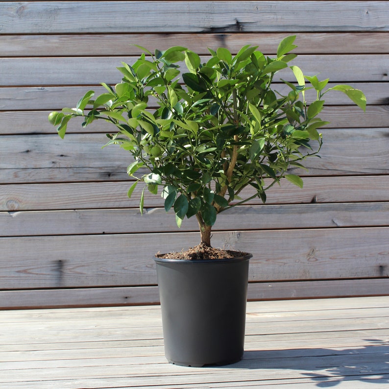 Op de afbeelding: Een kleine citrusboom in een zwarte plastic pot. De boom heeft levendige groene bladeren en een bruine stam. De pot staat op een houten terras met een houten achtergrond.
