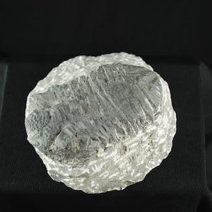 May include: A gray, irregularly shaped rock with a textured surface. The rock has a pattern of lines and grooves.