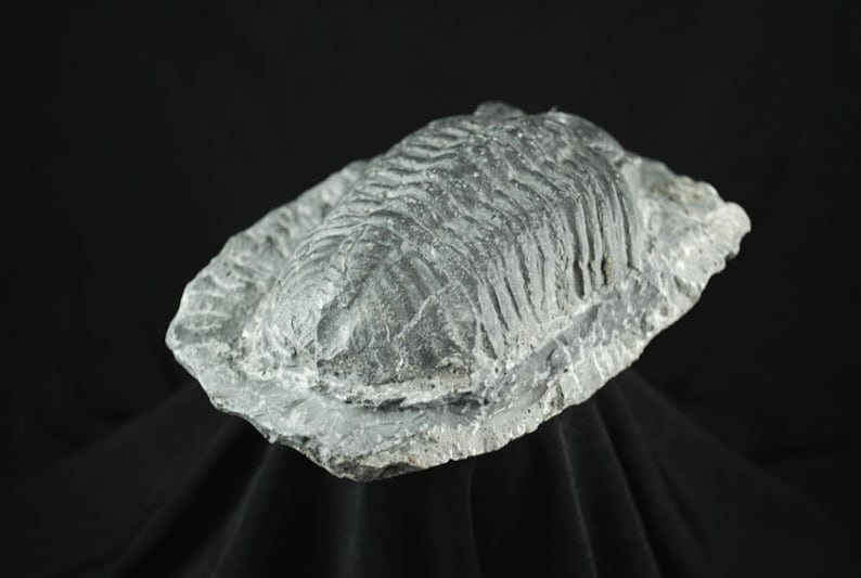 Nice Specimen Drotops Large Trilobite