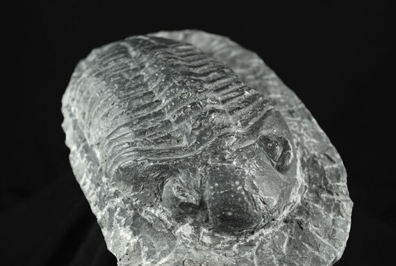 Nice Specimen Drotops Large Trilobite