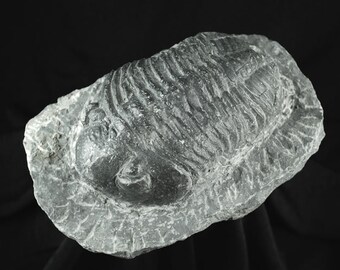 三葉虫モロッコ①ホラドプスhollardops Burtandmimiae 三葉虫モロッコ