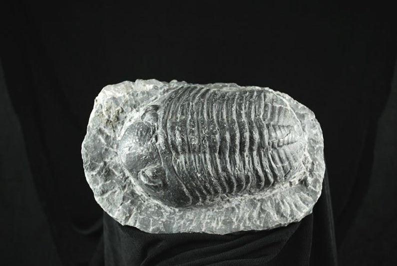 Nice Specimen Drotops Large Trilobite