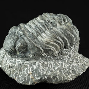 May include: A fossilized trilobite, a prehistoric marine arthropod, preserved in a gray rock matrix. The trilobite's segmented exoskeleton is visible, with intricate details of its body structure.