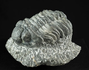 ゲラストス三葉虫の化石 - デボン紀、モロッコ - 古代の海洋生物