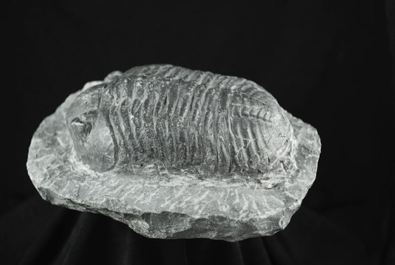 Nice Specimen Drotops Large Trilobite