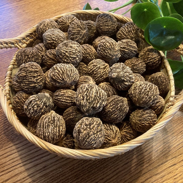 100% Organic Black Walnuts, Harvested Fresh from our Farm in Tennessee!!!