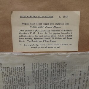 May include: A vintage, hand-colored copper-plate engraving of a round-leaved bloodflower, printed on paper with a cream background. The engraving is from William Curtis' Botanical Magazine, established in 1787. The text on the engraving reads "ROUND-LEAVED BLOODFLOWER c. 1814".