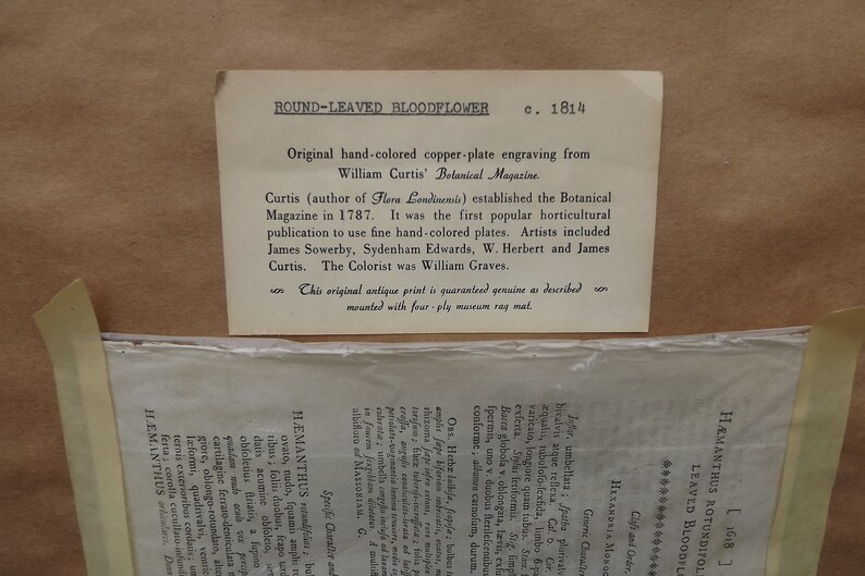 May include: A vintage, hand-colored copper-plate engraving of a round-leaved bloodflower, printed on paper with a cream background. The engraving is from William Curtis' Botanical Magazine, established in 1787. The text on the engraving reads "ROUND-LEAVED BLOODFLOWER c. 1814".