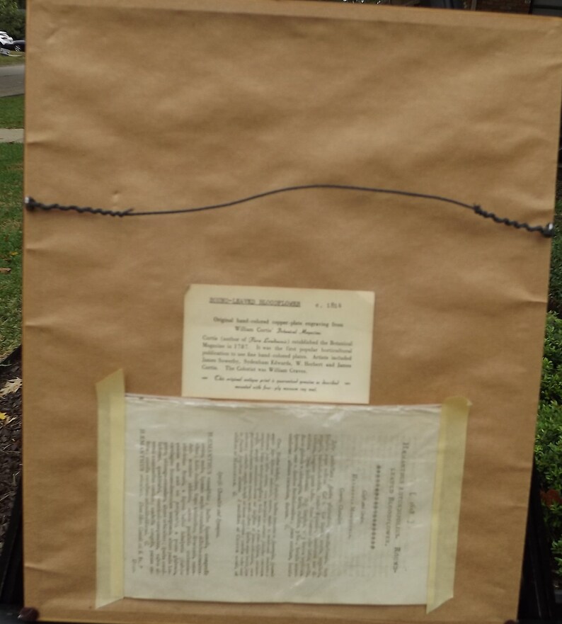May include: A brown paper-covered frame with a black wire hanger. The frame contains a hand-colored copper plate engraving from "The Botanical Magazine" published in 1797. The engraving is titled "The Calico Tree" by William Curtis.