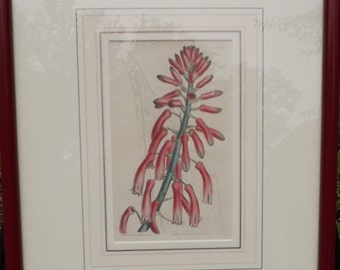 Antique Original Hand-colored Copper-Plate Engraving, "Saw-Leaved Aloe" by Edwards
