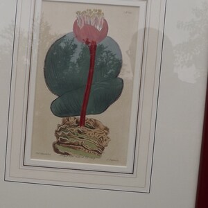 May include: A framed botanical illustration of a pink flower with a red stem and green leaves. The illustration is titled "Eryngium maritimum, Sea Holly" and is signed by the artist, "J. Sowerby".