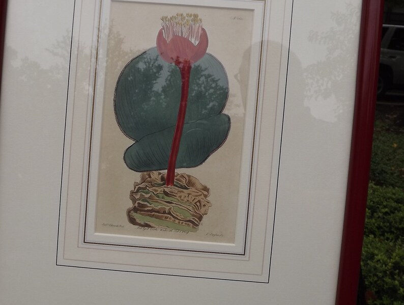 May include: A framed botanical illustration of a pink flower with a red stem and green leaves. The illustration is titled "Eryngium maritimum, Sea Holly" and is signed by the artist, "J. Sowerby".