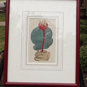 May include: A framed botanical illustration of a red and green flower with a white center. The illustration is set against a white background and is framed in a dark red frame.