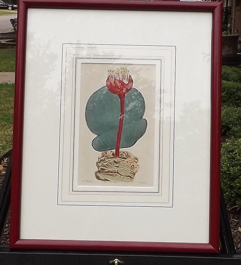 May include: A framed botanical illustration of a red and green flower with a white center. The illustration is set against a white background and is framed in a dark red frame.