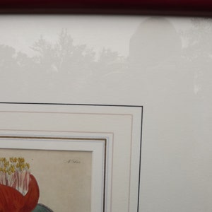 May include: A framed botanical illustration of a red flower with yellow stamens. The illustration is surrounded by a white mat with a gold trim and a black outer frame.