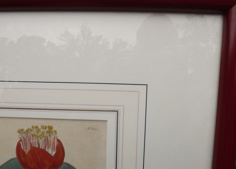 May include: A framed botanical illustration of a red flower with yellow stamens. The illustration is surrounded by a white mat with a gold trim and a black outer frame.