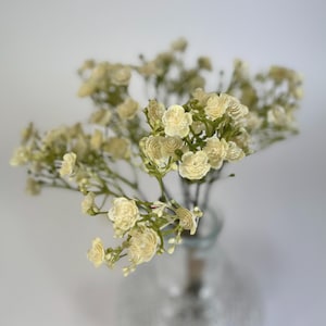 May include: A bunch of small, creamy-white flowers with green stems in a clear glass vase. The flowers feature numerous tiny blooms, giving a delicate and airy look. The vase is partly visible, enhancing the natural aesthetic.