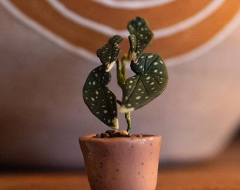 Miniature polka dot Begonia potted plant made from polymer clay