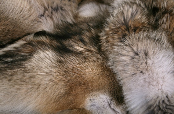 Canadian Coyote Fur Boa  Master Furrier Lars Paustian
