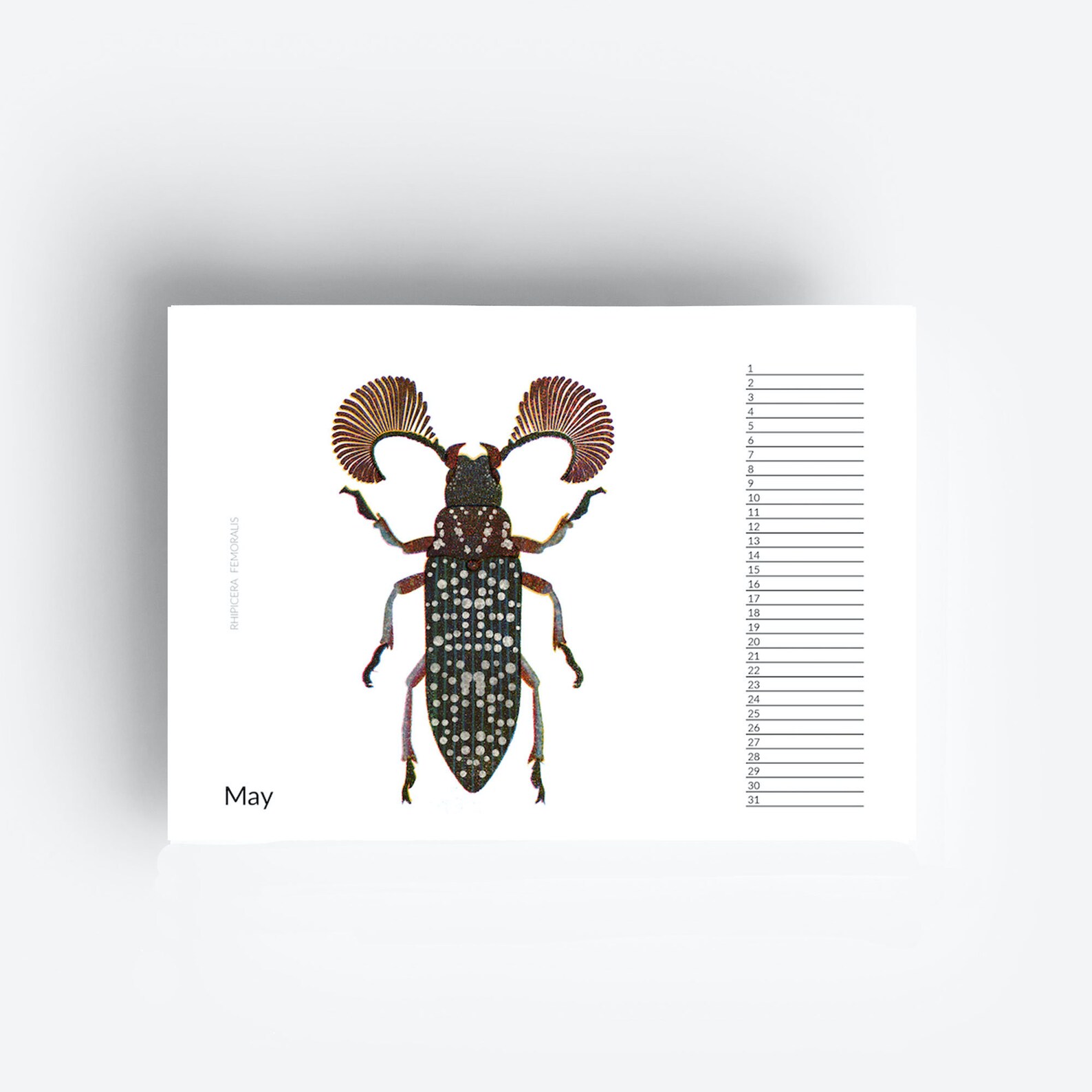 Perpetual Birthday Bug Calendar Etsy.de