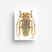 see more listings in the Cartoline section