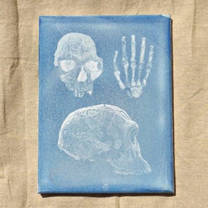 9x12 Cyanotype Print - Extinct species Homo habilis