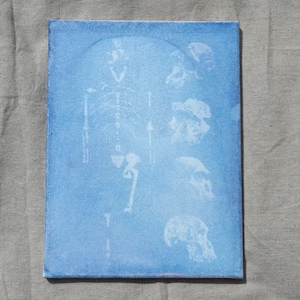 9x12 Cyanotype mis-print - Extinct species Australopithecus afarensis