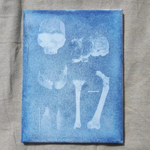 9x12 Cyanotype mis-Print - Extinct species Homo ergaster