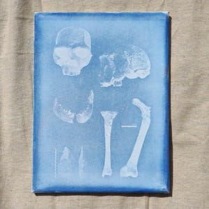 9x12 Cyanotype Print - Extinct species Homo ergaster