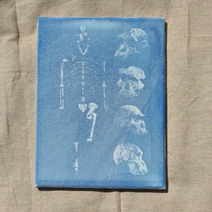 9x12 Cyanotype Print - Extinct species Australopithecus afarensis