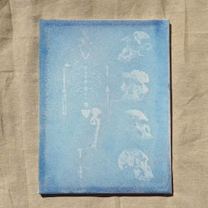 9x12 Cyanotype mis-print - Extinct species Australopithecus afarensis