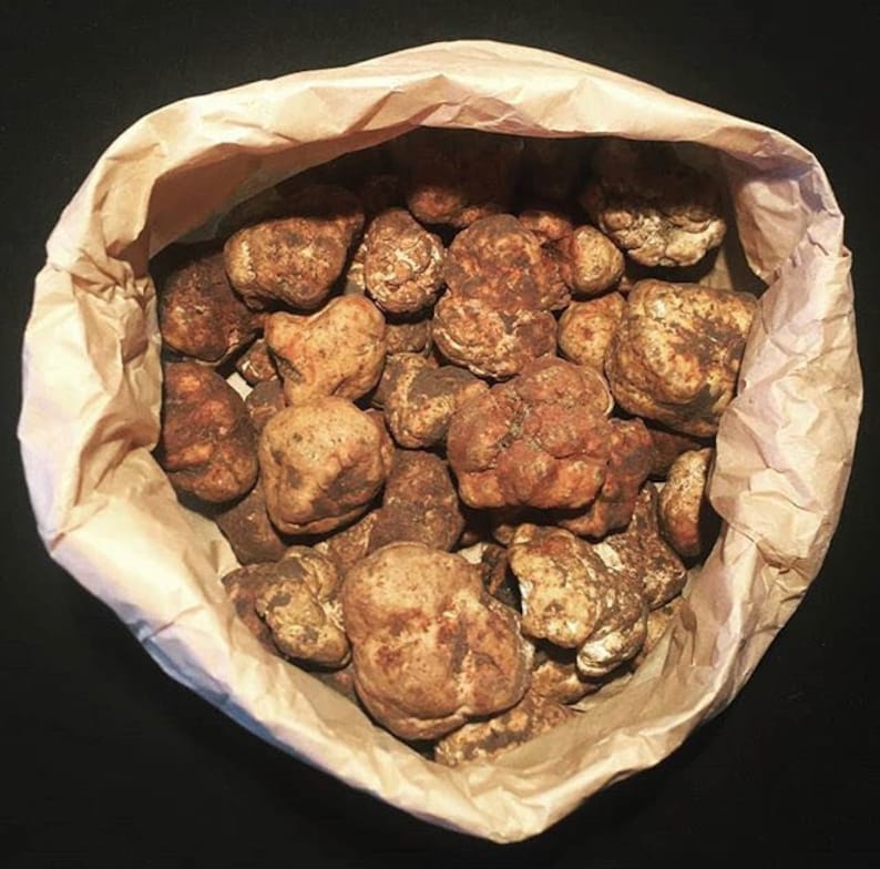 Wild Tuber Magnatum White Truffle FRESH Mushrooms 500 gr 1 Etsy