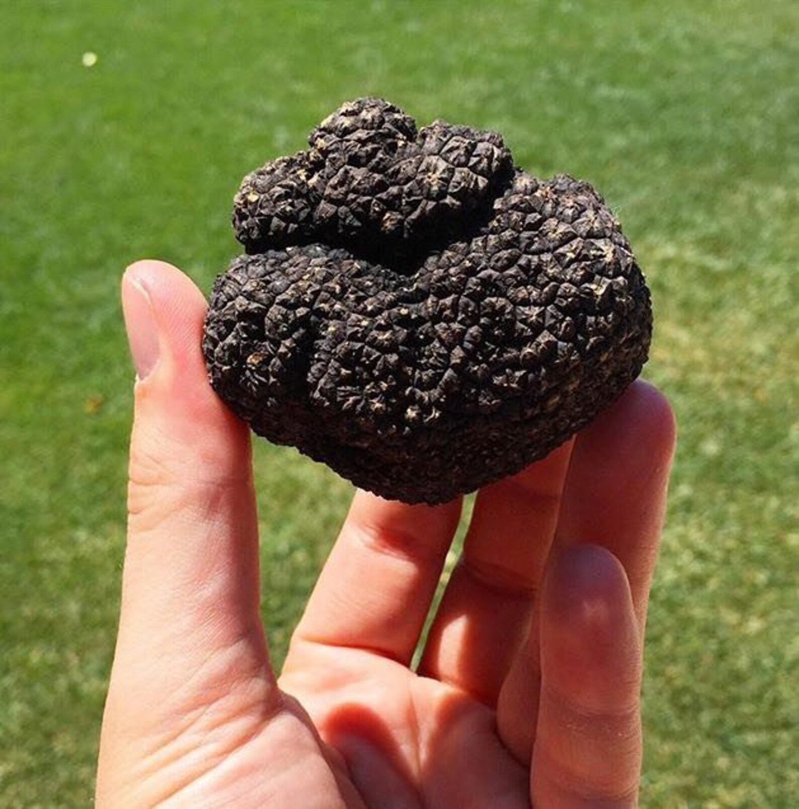 Tuber aestivum Black Truffle FRESH Mushrooms 150200 gr Etsy