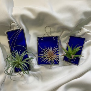 May include: Three blue glass terrariums with silver frames, each containing a different type of air plant. The terrariums are hanging from the ceiling.