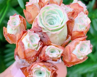 May include: A cluster of succulent rosettes featuring pale mint green centers and outer leaves with a gradient of orange and pink tones. The plant has a compact, rose-like structure. A white logo with the text Vegbaby www.vegbb.com is visible.