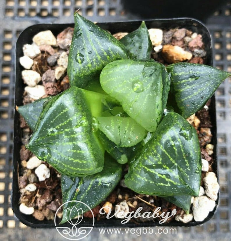 Haworthia /'Ura Hannya/' Mid Adult Rare Succulent Plant in 3 Pot