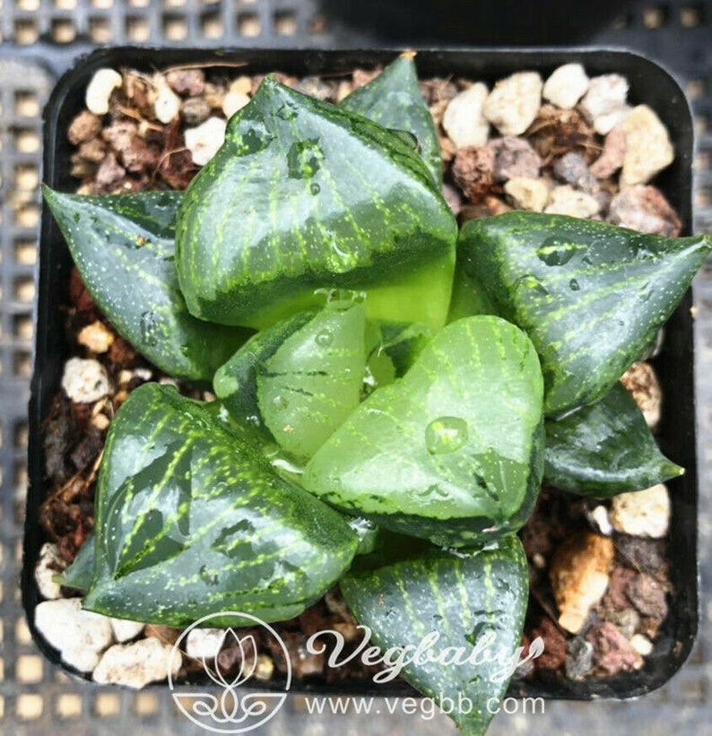 Haworthia /'Ura Hannya/' Mid Adult Rare Succulent Plant in 3 Pot