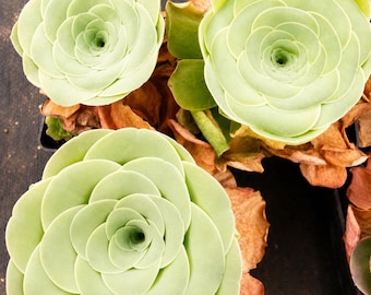 May include: Three pale green succulent plants with tightly packed, rounded leaves arranged in a symmetrical rosette pattern. The plants feature smooth, light green foliage with some dried, brown, withered leaves visible at the base of each plant.