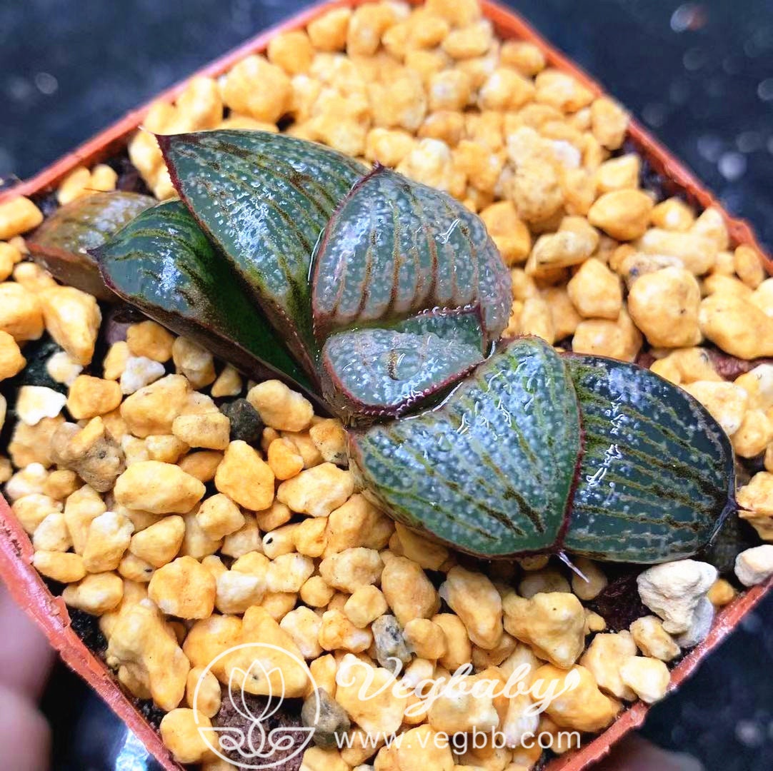 Haworthia 'Yuki Keshiki' Splendens Succulent Plant in 3" Pot