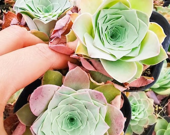 Pianta succulenta Greenovia Aurea Pandora (7,5-9 cm) – Pianta madre ibrida di montagna