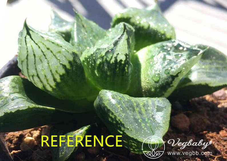 Haworthia /'Ura Hannya/' Mid Adult Rare Succulent Plant in 3 Pot