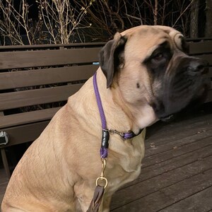 volhard training collar