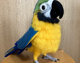 Blue and Yellow Macaw 2024 April