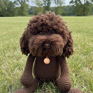 Brown Cockapoo Teddidog