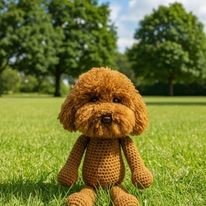 Ginger/Red/Honey Teddidog - Cockapoo/Poodle/Labradoodle